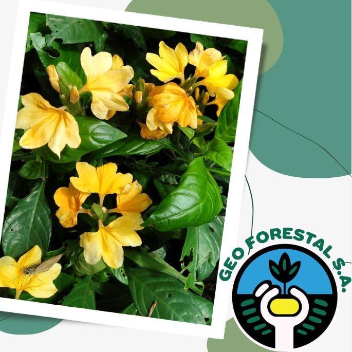 Geo Forestal, S.A.